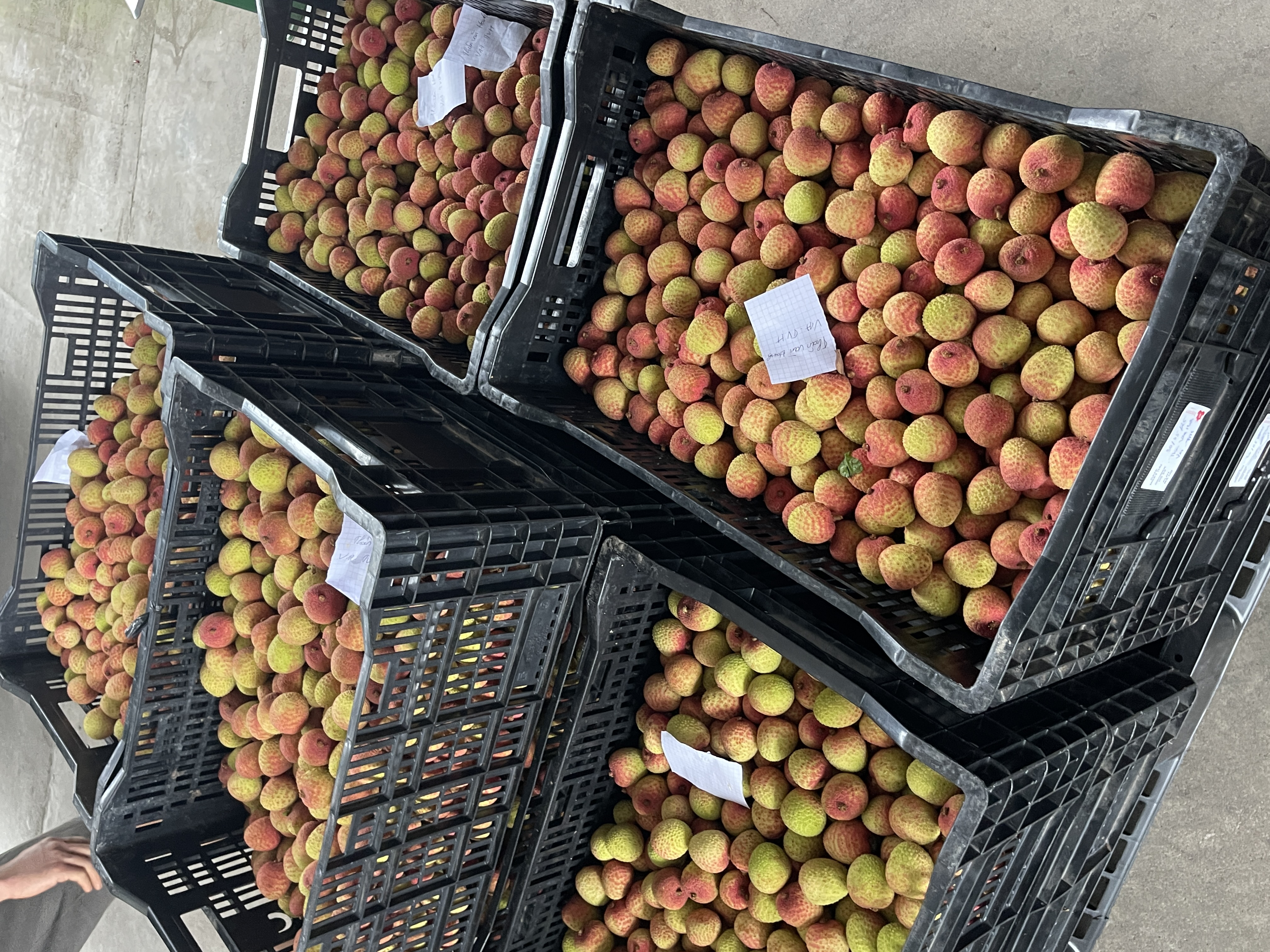 Fresh Organic Premium Lychee Wholesale From Vietnam with Sweet Taste and 12 Months Shelf Life 10 Kgs/Box for Export