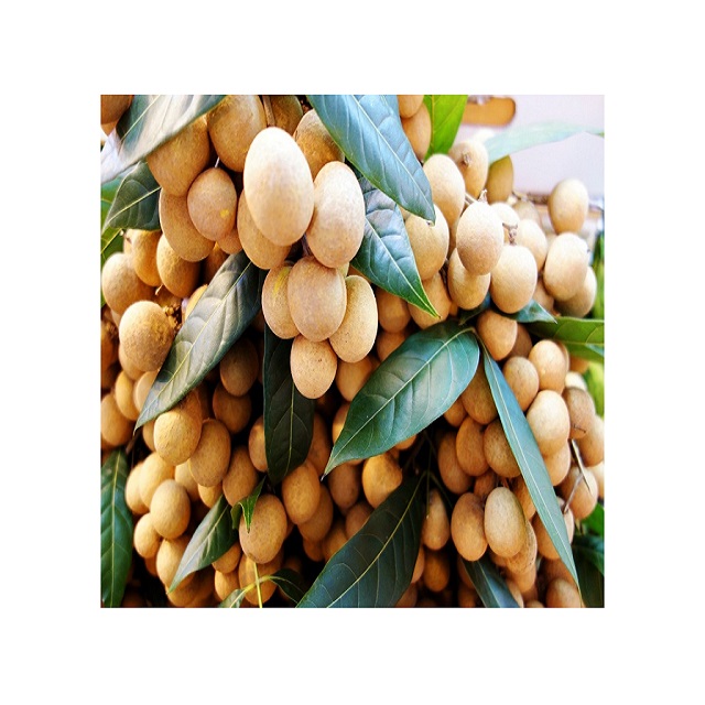HOT SEASON VIETNAM LONGAN FRUIT NEW CROP - Fresh Longan and Dried Longan at Competitive Price
