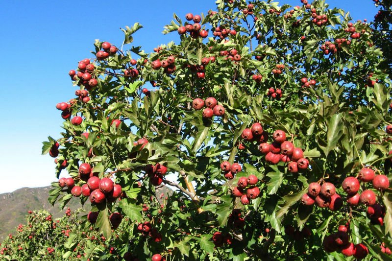 Healthy Select Organic Fresh Hawthorn Berry Fruit & Vegetable Snack