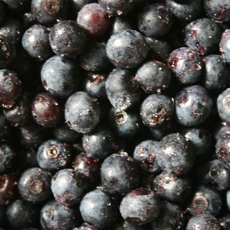 Premium Quality IQF Whole 100% Blueberries Frozen Blueberry Organic Freezing Blueberry for Sale