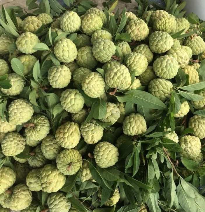 "KIM" Fresh Custard Apple Fruit - Competitive Price in the Export Market in 2026 - High Product Quality