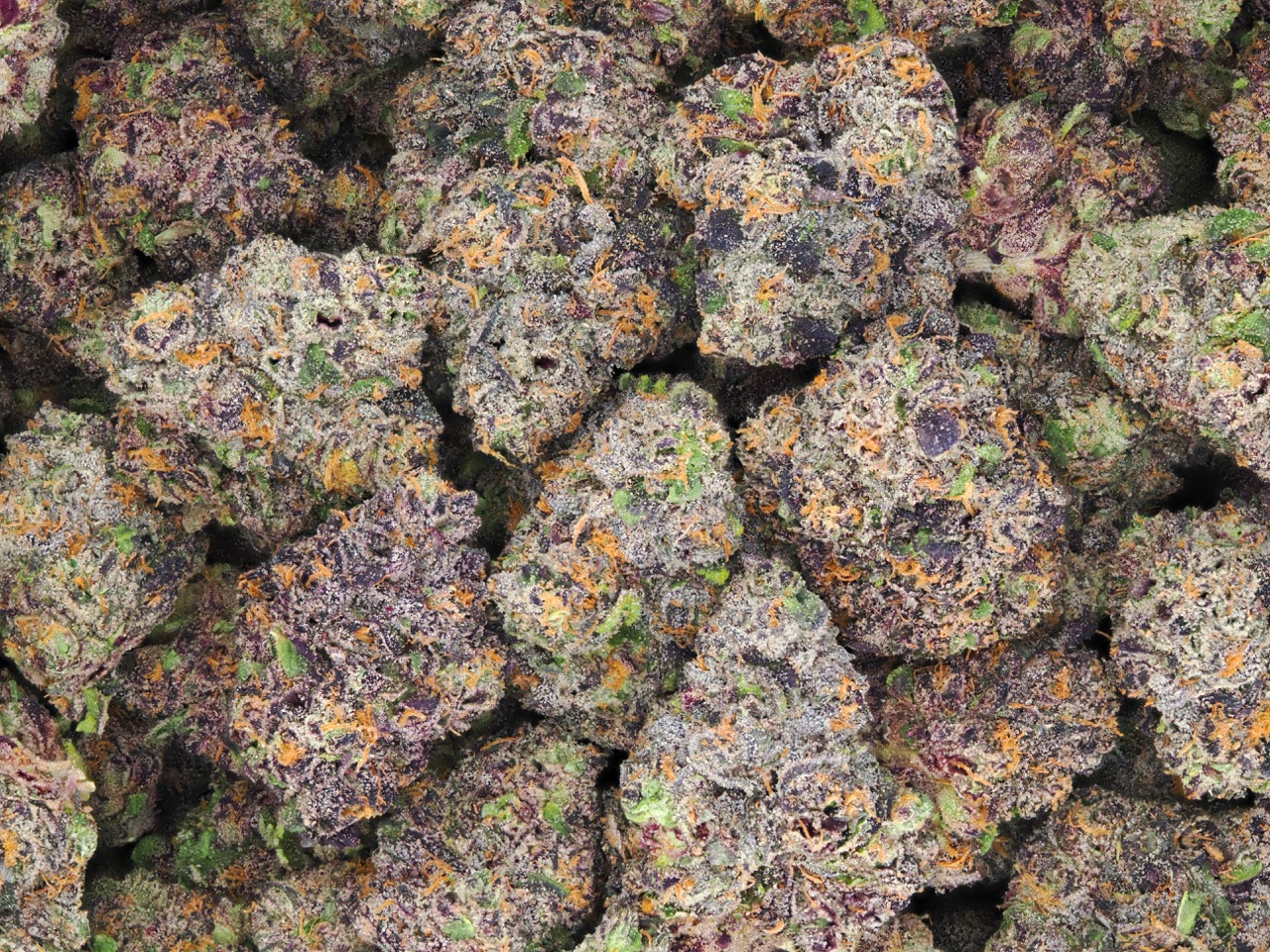 PURPLE RAIN