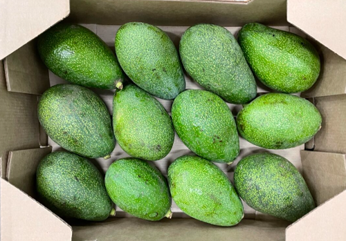 Avocado Fuerte Box. Approx 4kg kenya