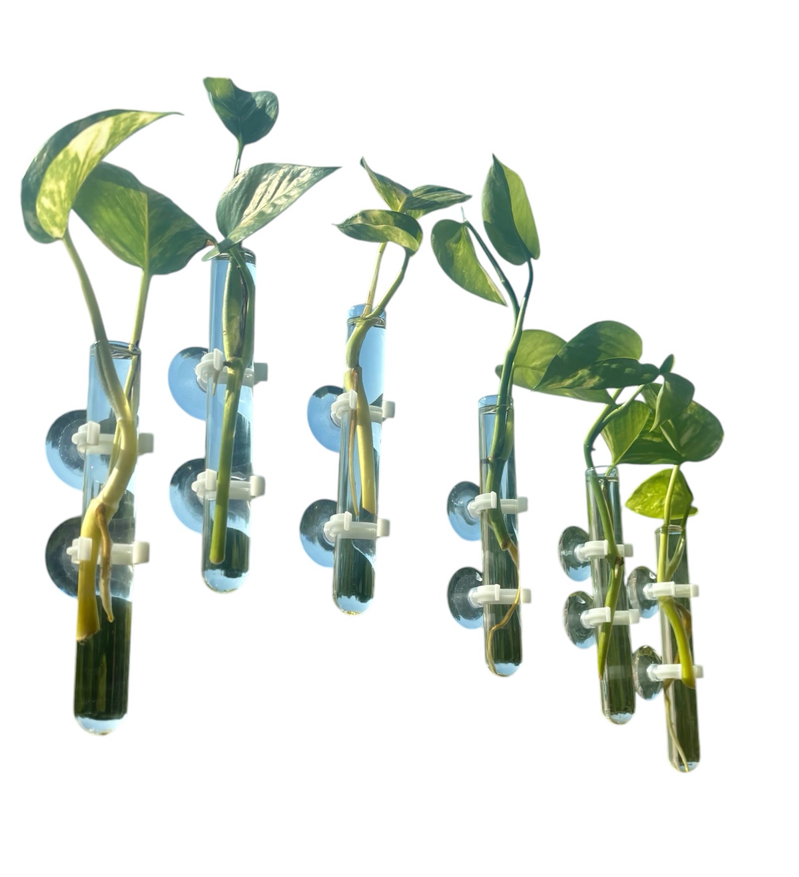 Glass Tube Vases with suction cup