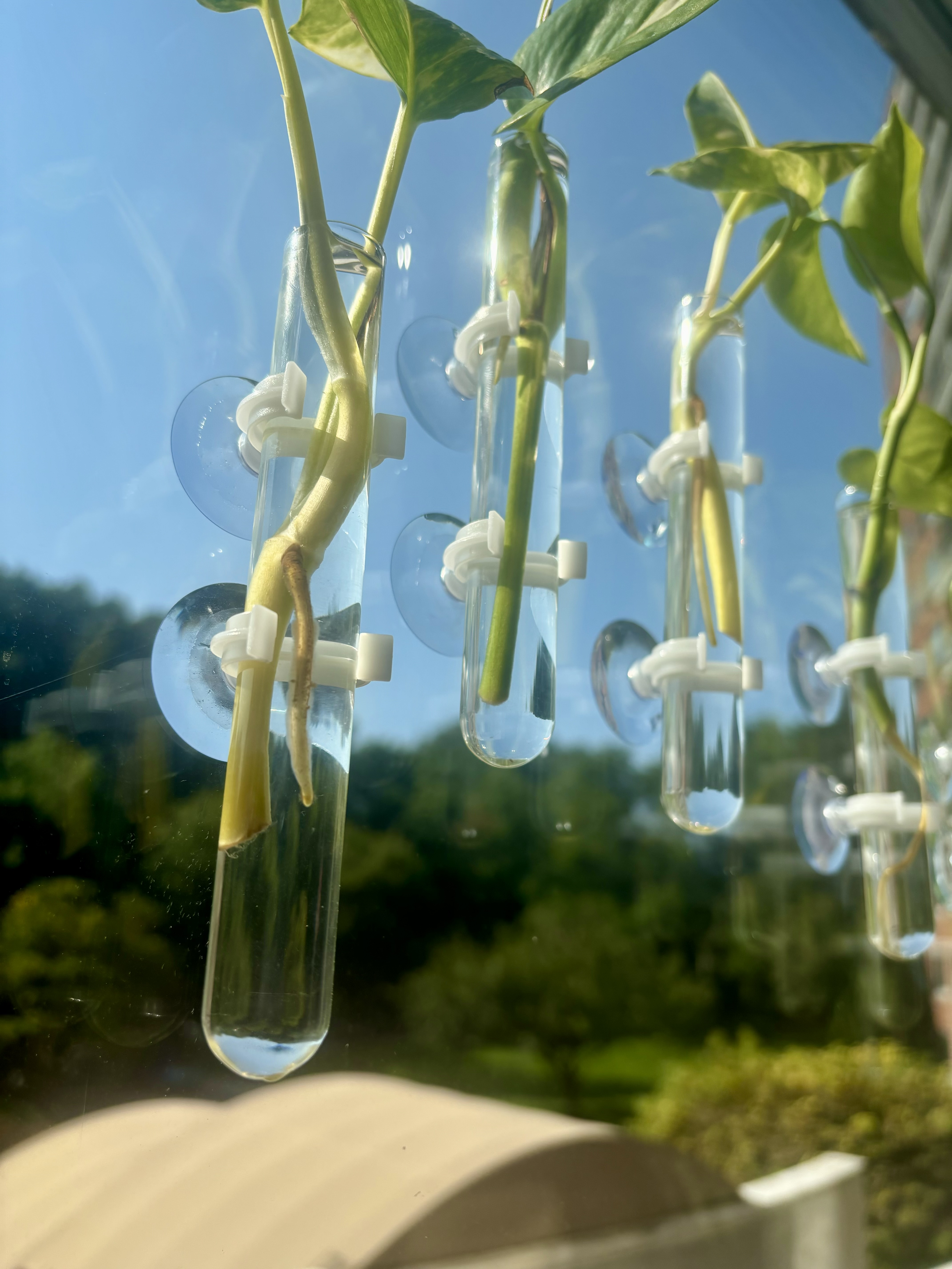 Glass Tube Vases with suction cup