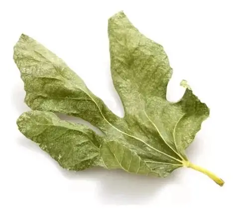 Hojas de Higo  (para diabetes) x 50 gr