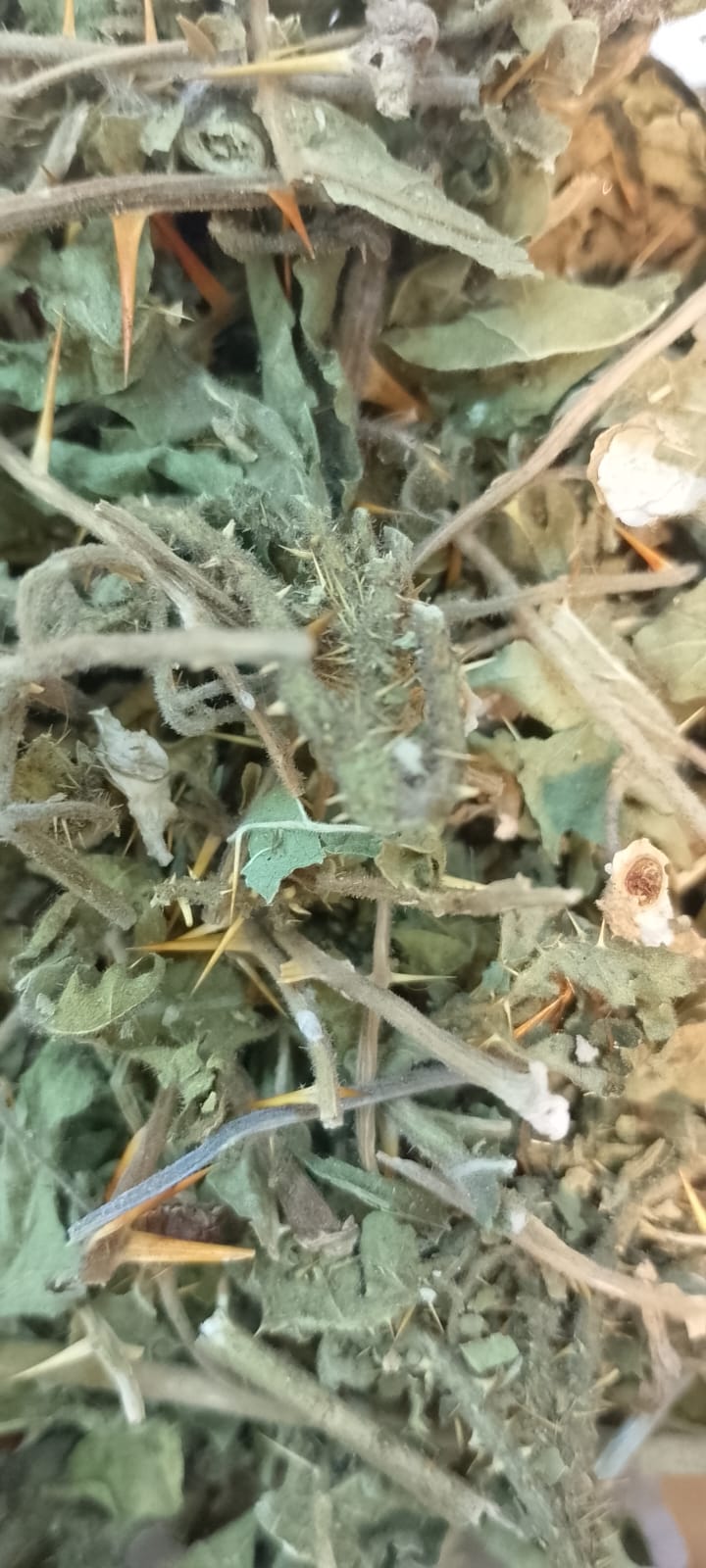 Espina colorada Agroecologica x 50 gr (disuelve calculos biliares)