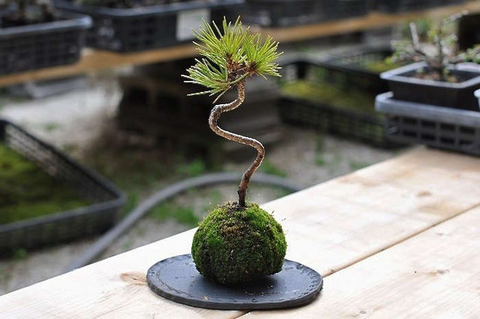 Kokedama Workshop
