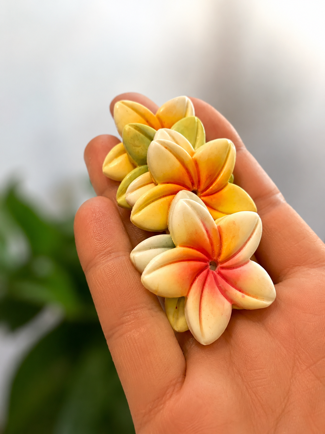 Fleur de frangipanier