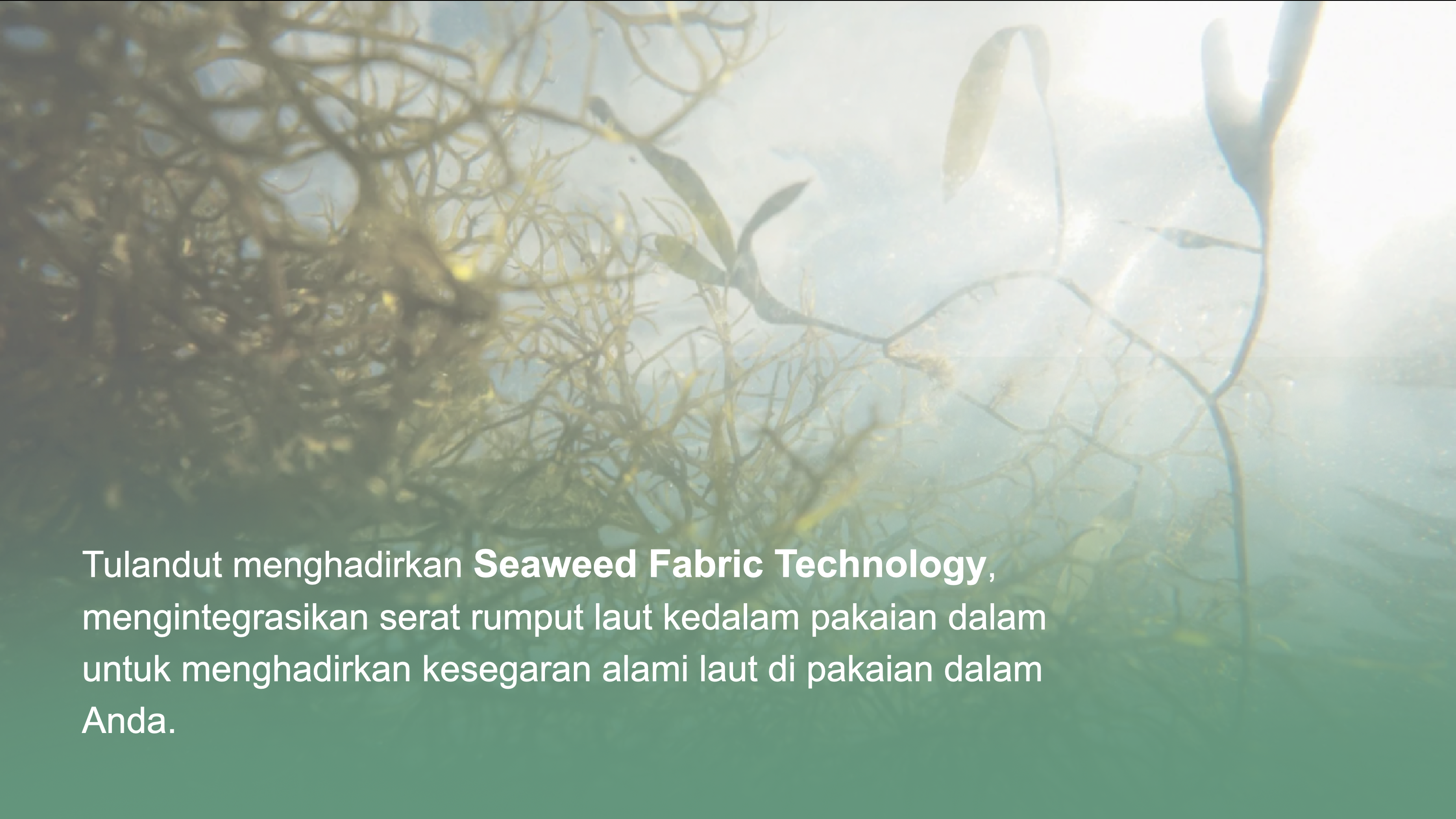 CELANA DALAM PRIA BY TULANDUT