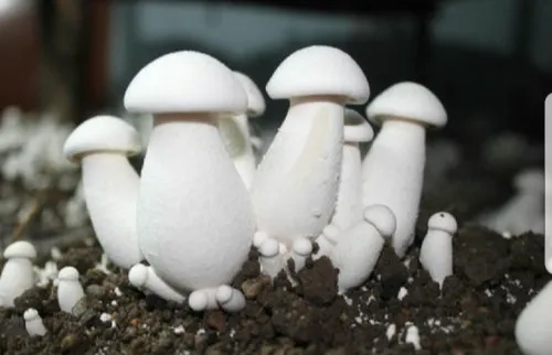 Milky White Button Mushrooms