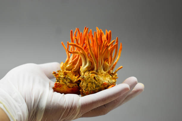 Cordyceps Mushroom