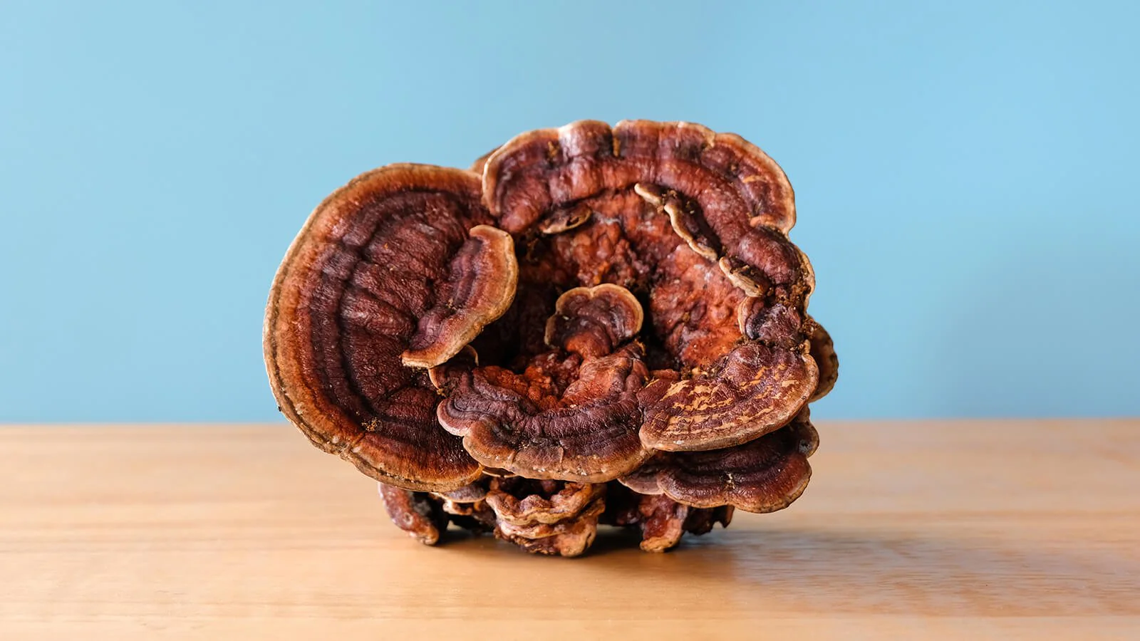 Reishi Mushroom