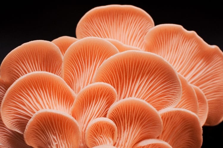 Pink Oyster Mushroom