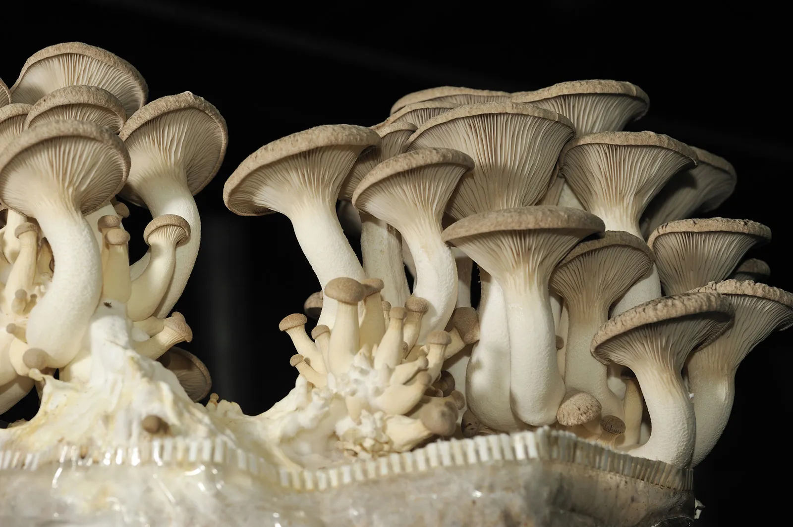 King Oyster Mushrooms