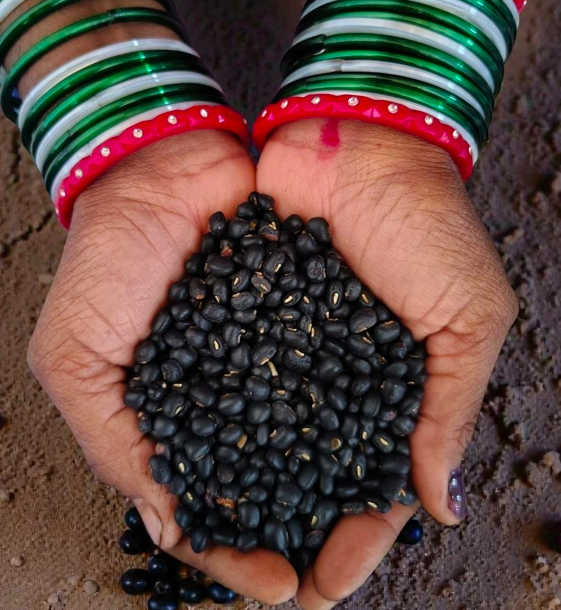 Black Cow Beans|500g