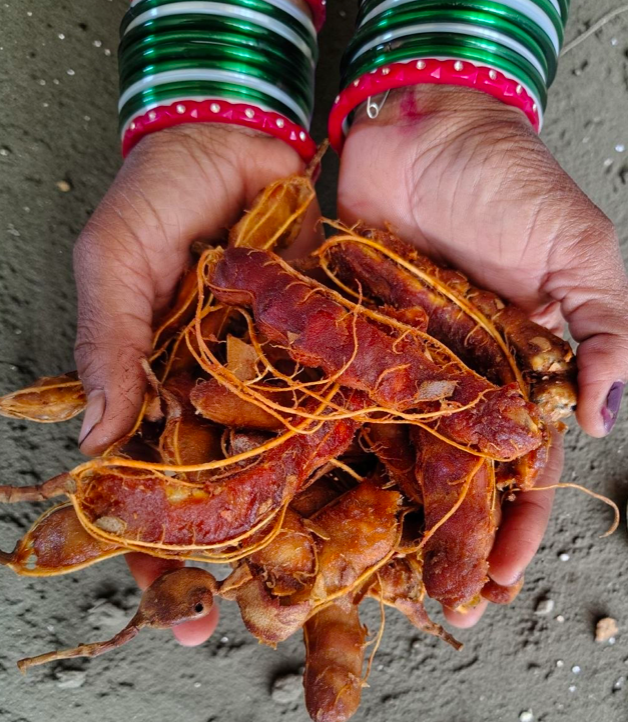 Organic Tamarind|500g