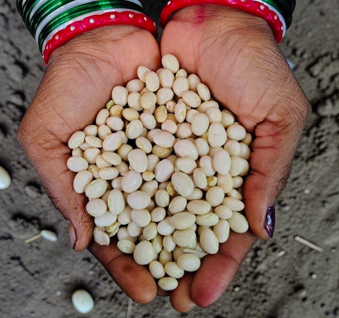 Organic White Beans|500g