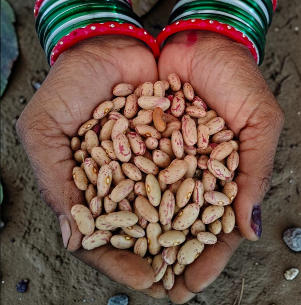 Organic Kidney Beans
