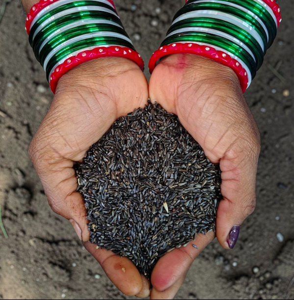 Niger Seeds|Verrinuvvulu|250g