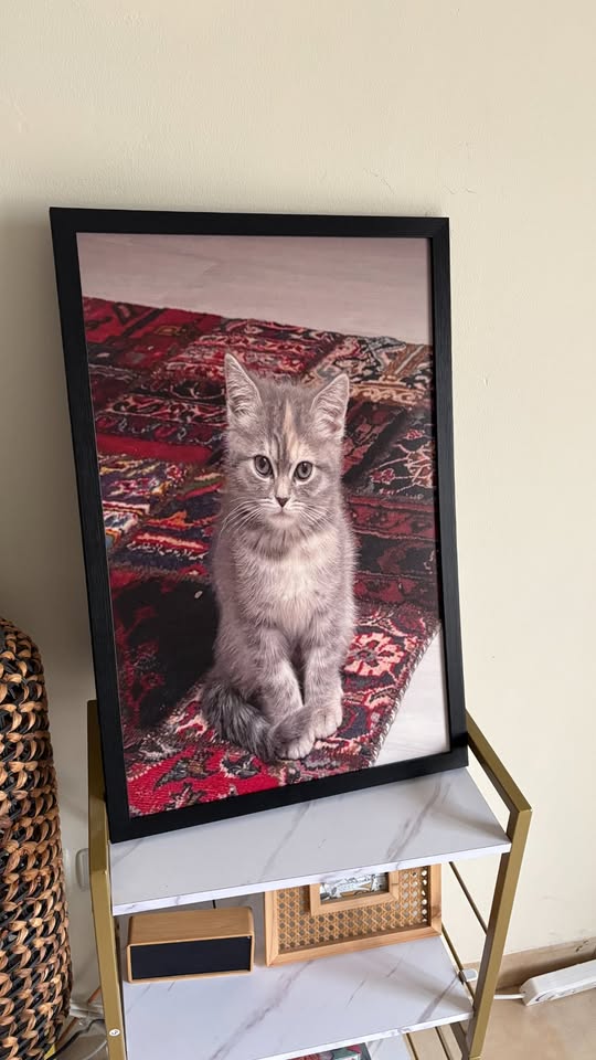 Cat on persian rug frame