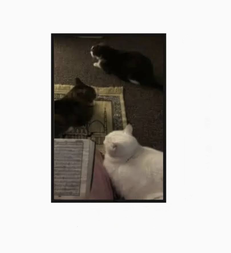 Prayer Rug with Cats Print Frame
