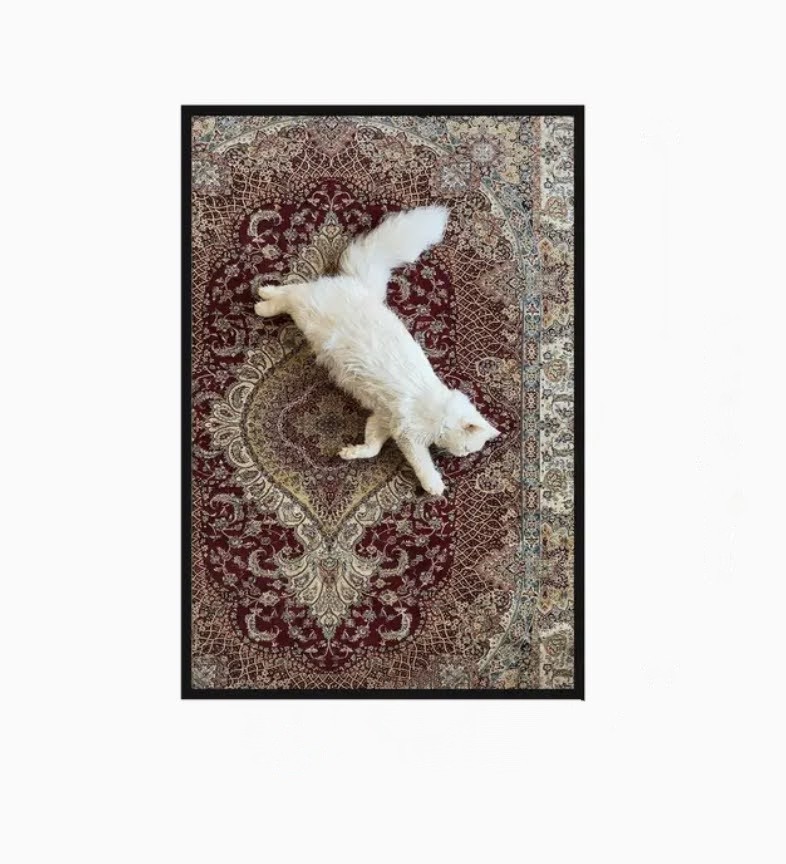 Cute Persian cat on rug !