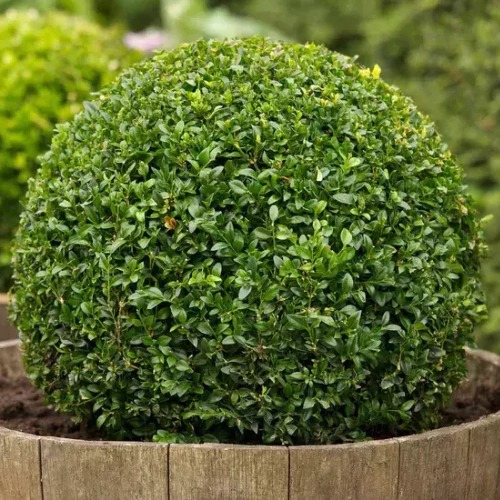 Buchinho Pequeno - Und