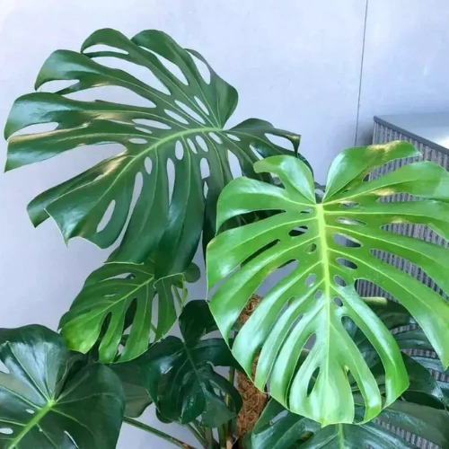 Planta Costela de Adão