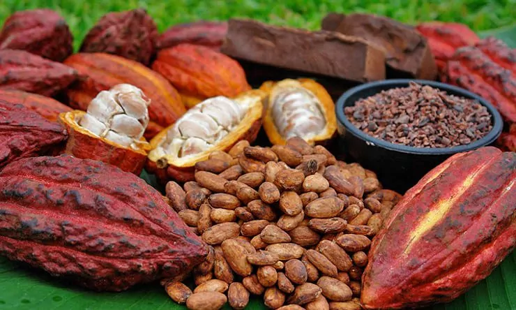 Premium Cacao Pod Set