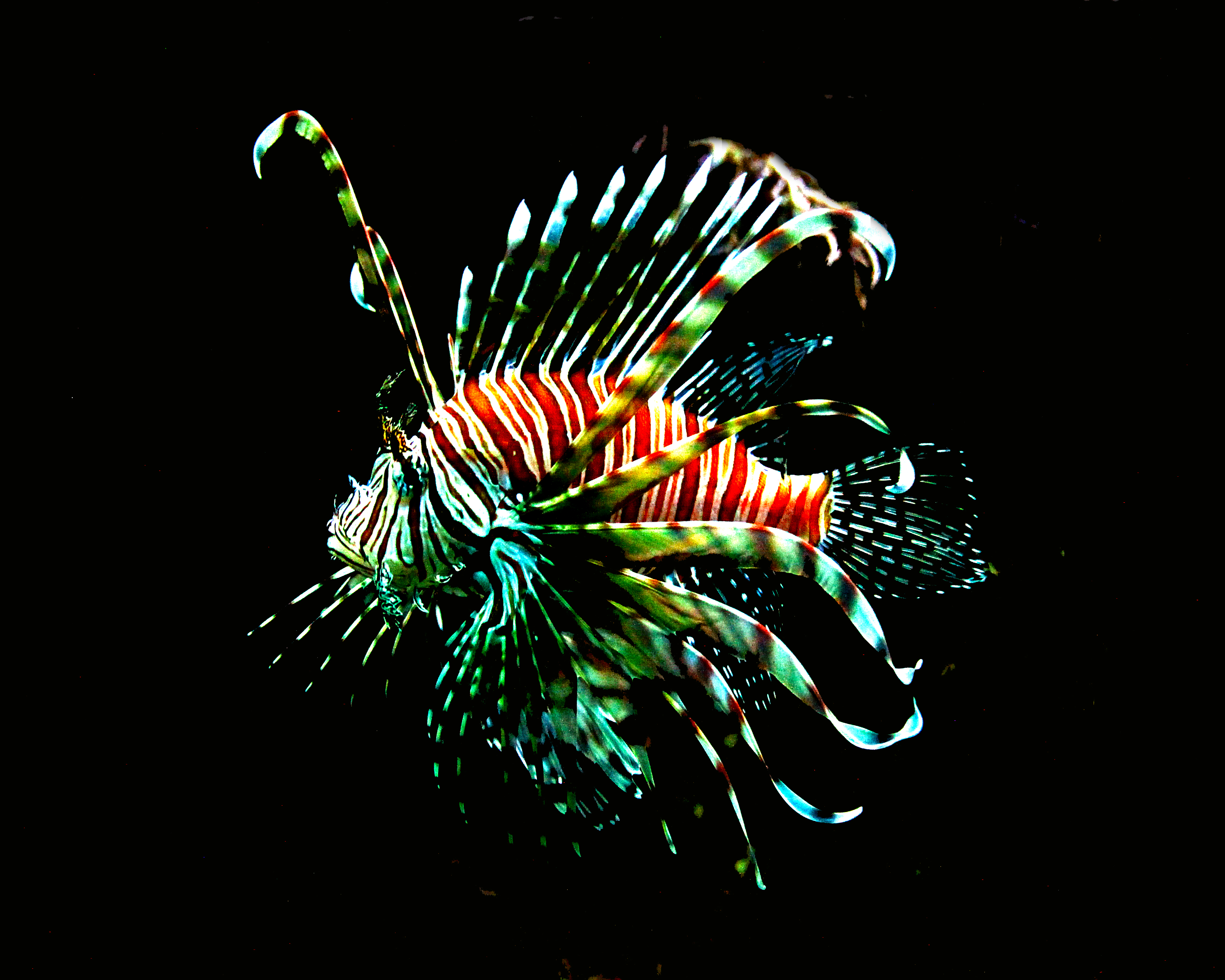  "Fishie!" original Artwork By KenTucker16X20