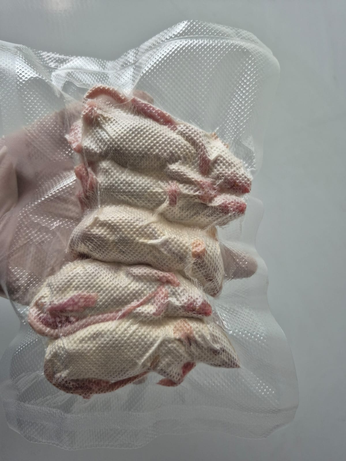 Tikus Rat/ Rattus (tikus putih)