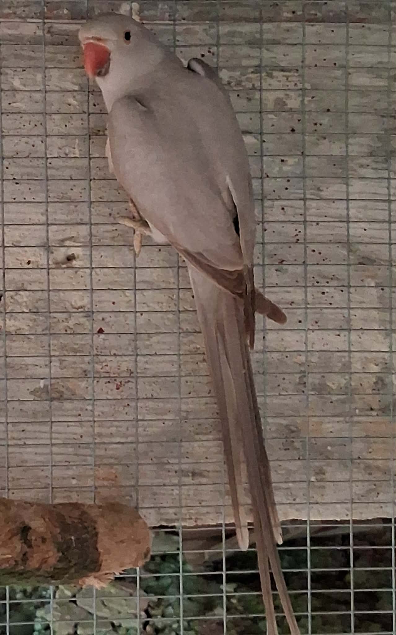 Grey indian ring neck male