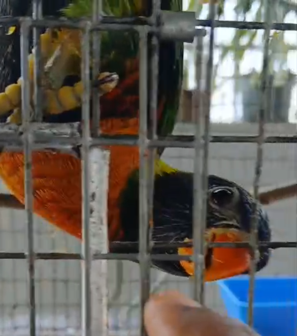 Lorikeet