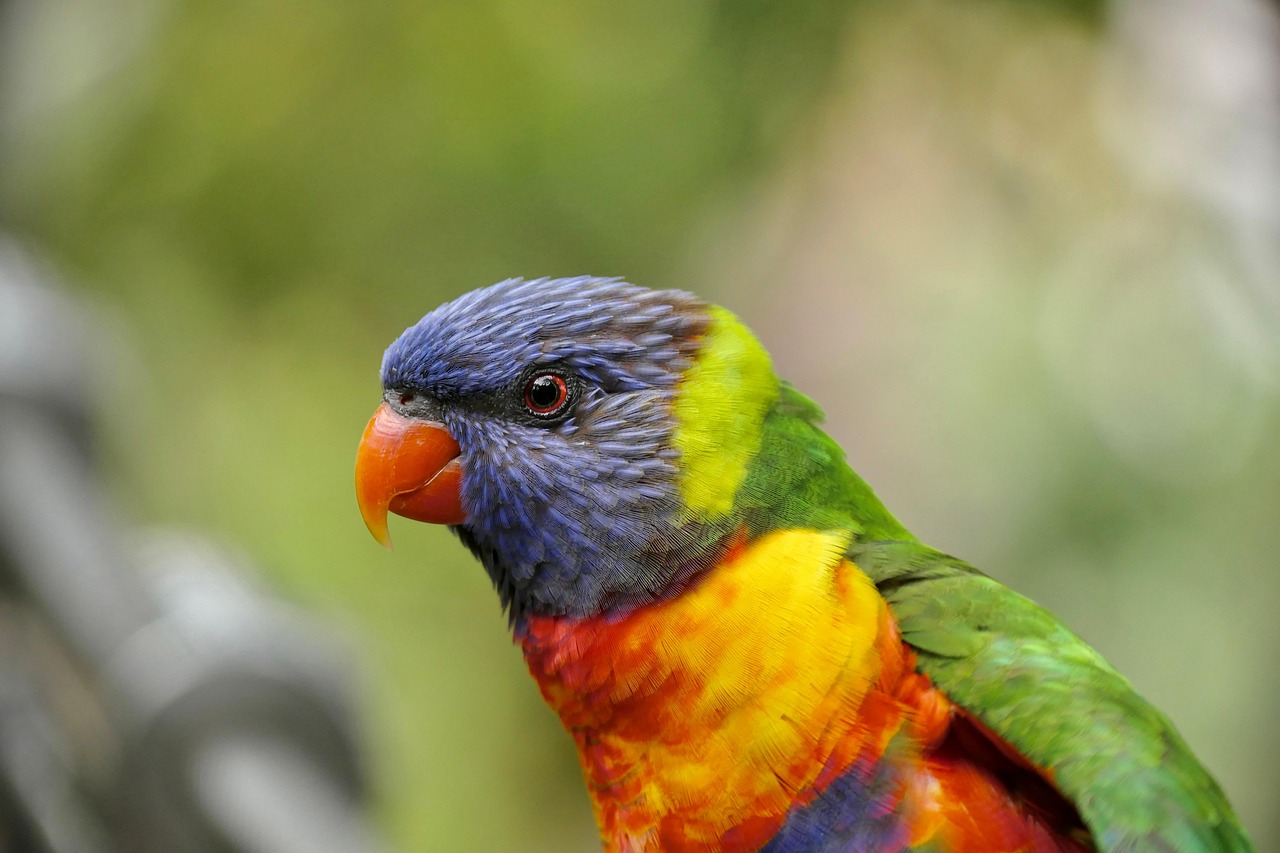 Lorikeet