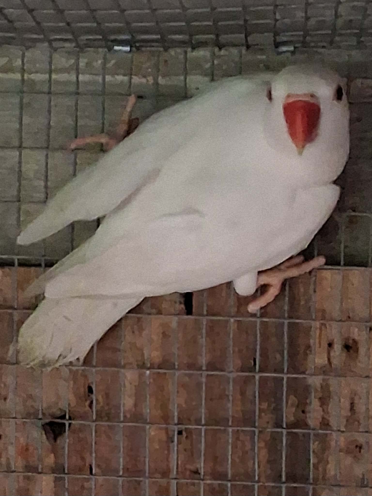 White female indian ring neck