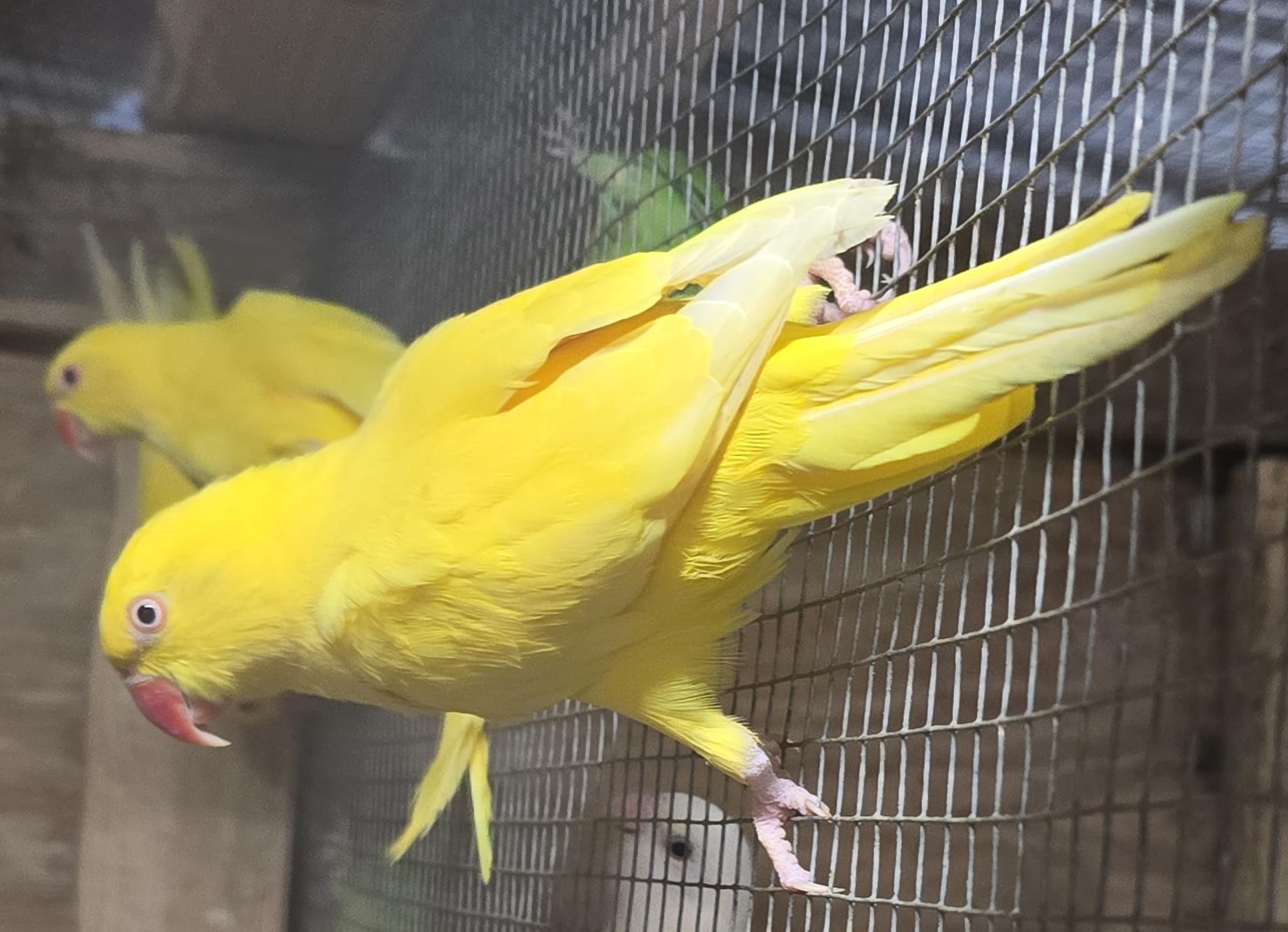 Yellow indian ring neck female