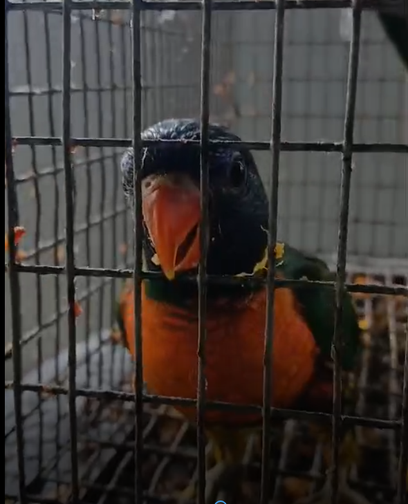 Lorikeet