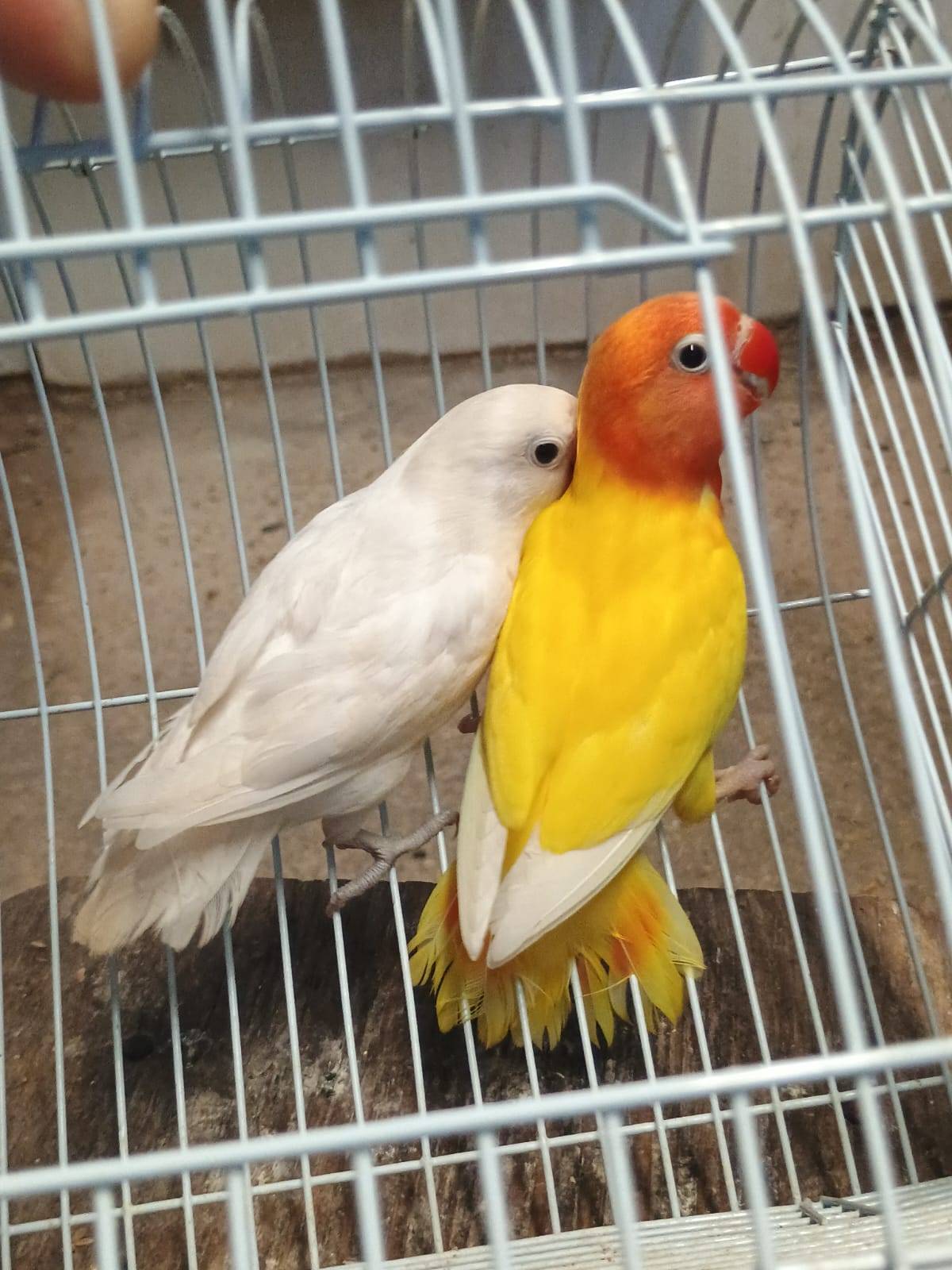Pair of Decinos Fisher