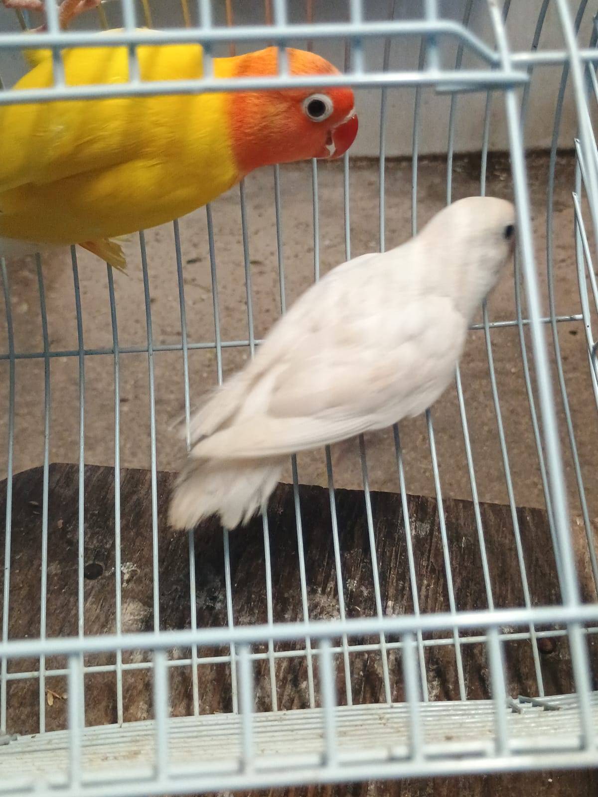 Pair of Decinos Fisher