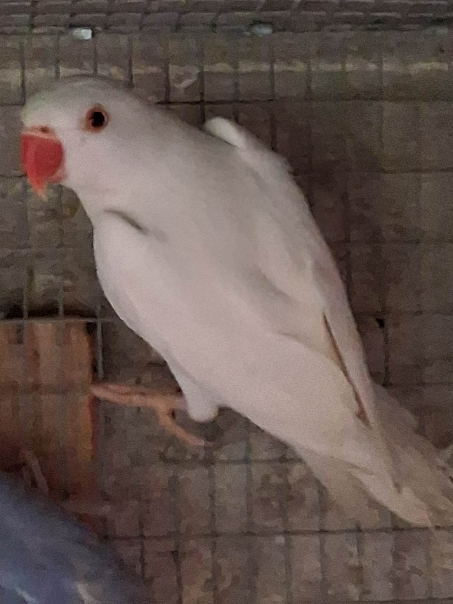 White female indian ring neck
