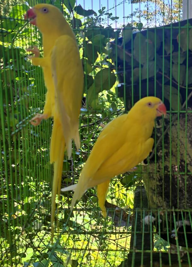 Yellow indian ring neck female