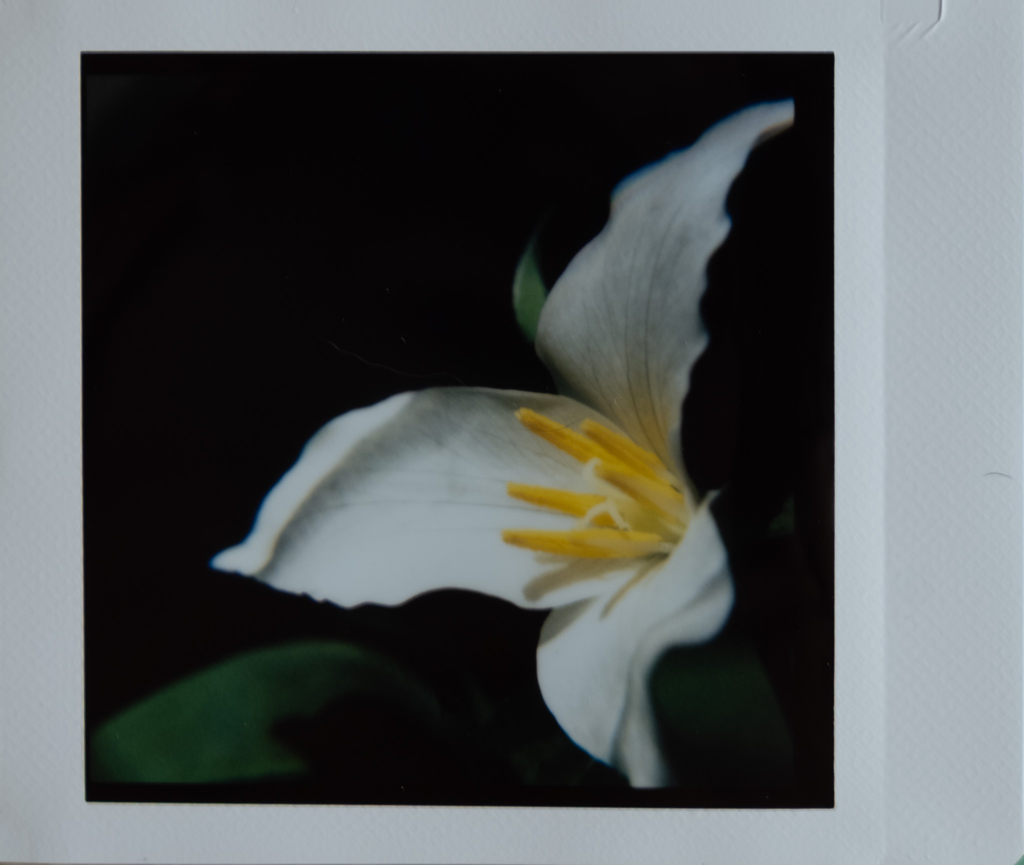 trillium flower