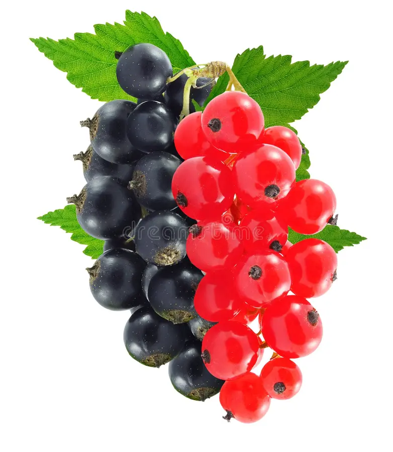 Duo de groseilles : rouge et noir