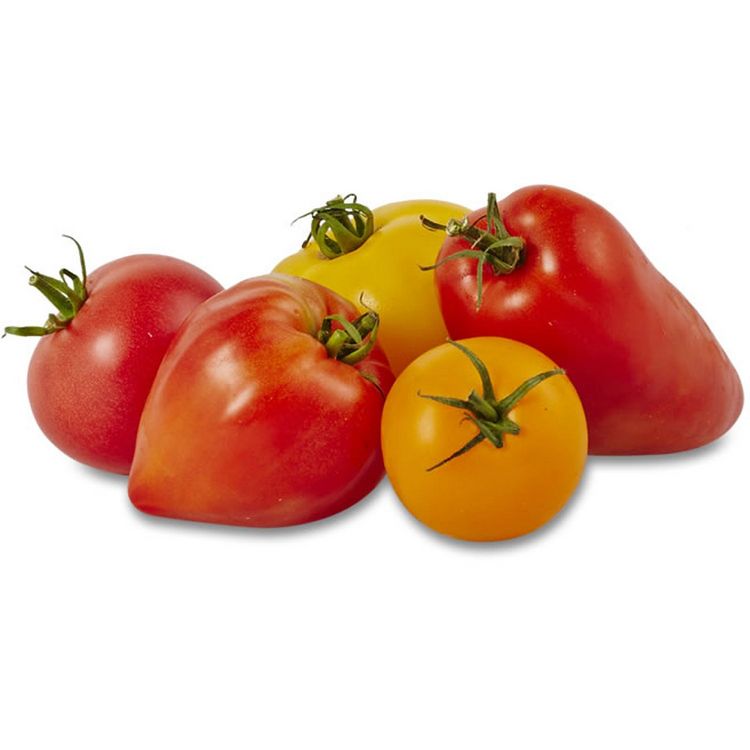 Tomate ancienne bio 