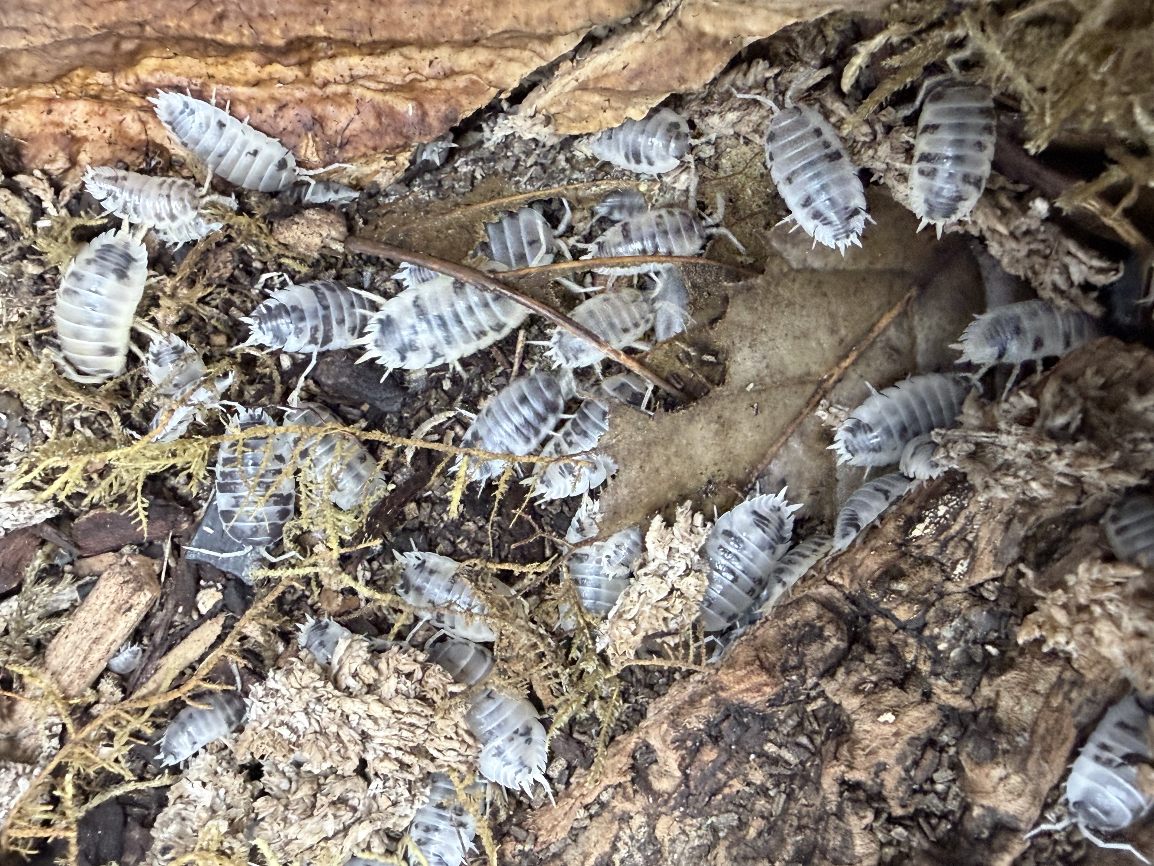 Dairy Cow Isopods - 10 Porcellio laevis