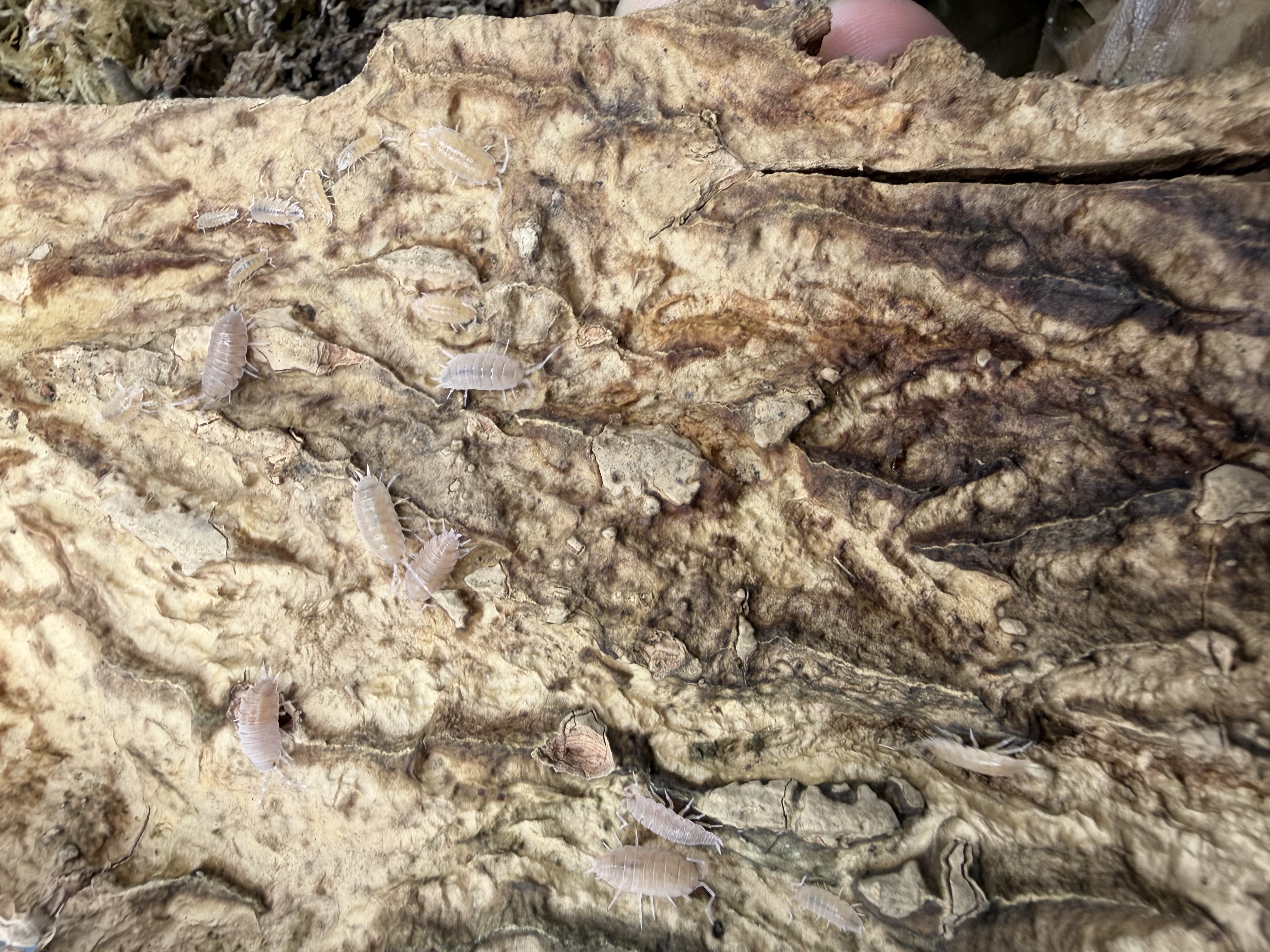 Powder Pink Isopods - 10 Porcellionides pruinosus