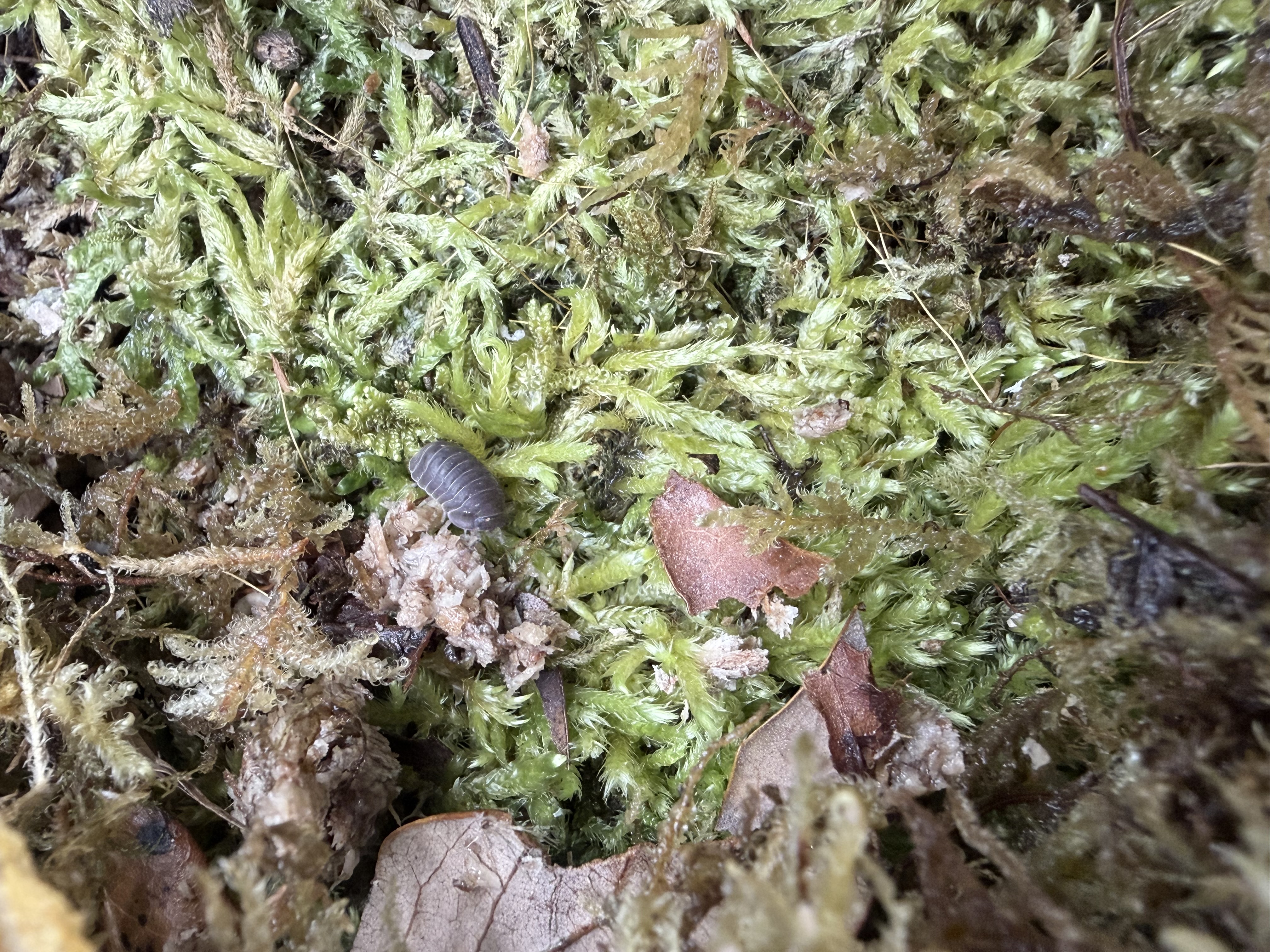 Mermaid Mix Isopods - 10 various Cubaris murina
