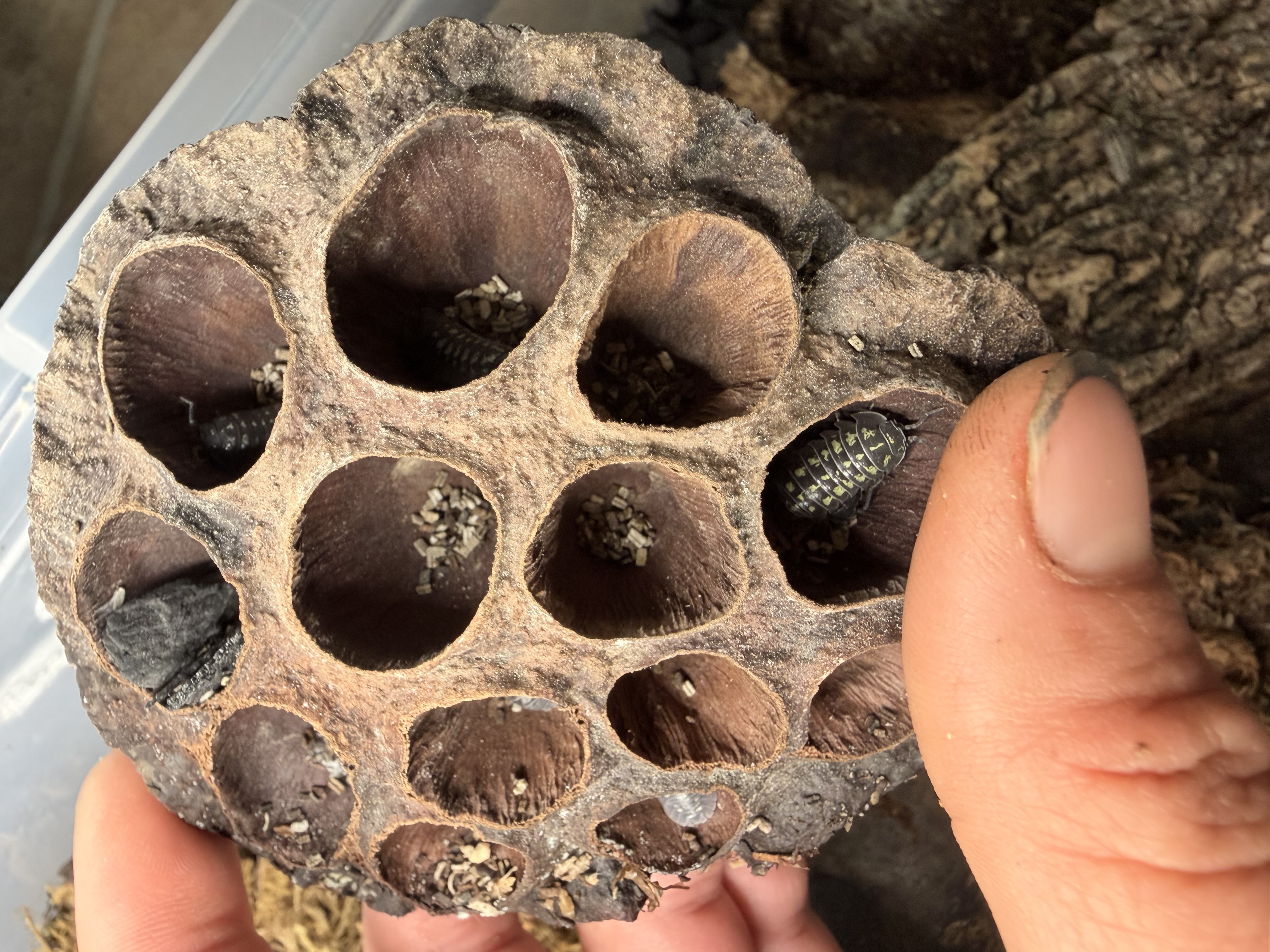 Depressum Isopods - 10 Armadillidium depressum