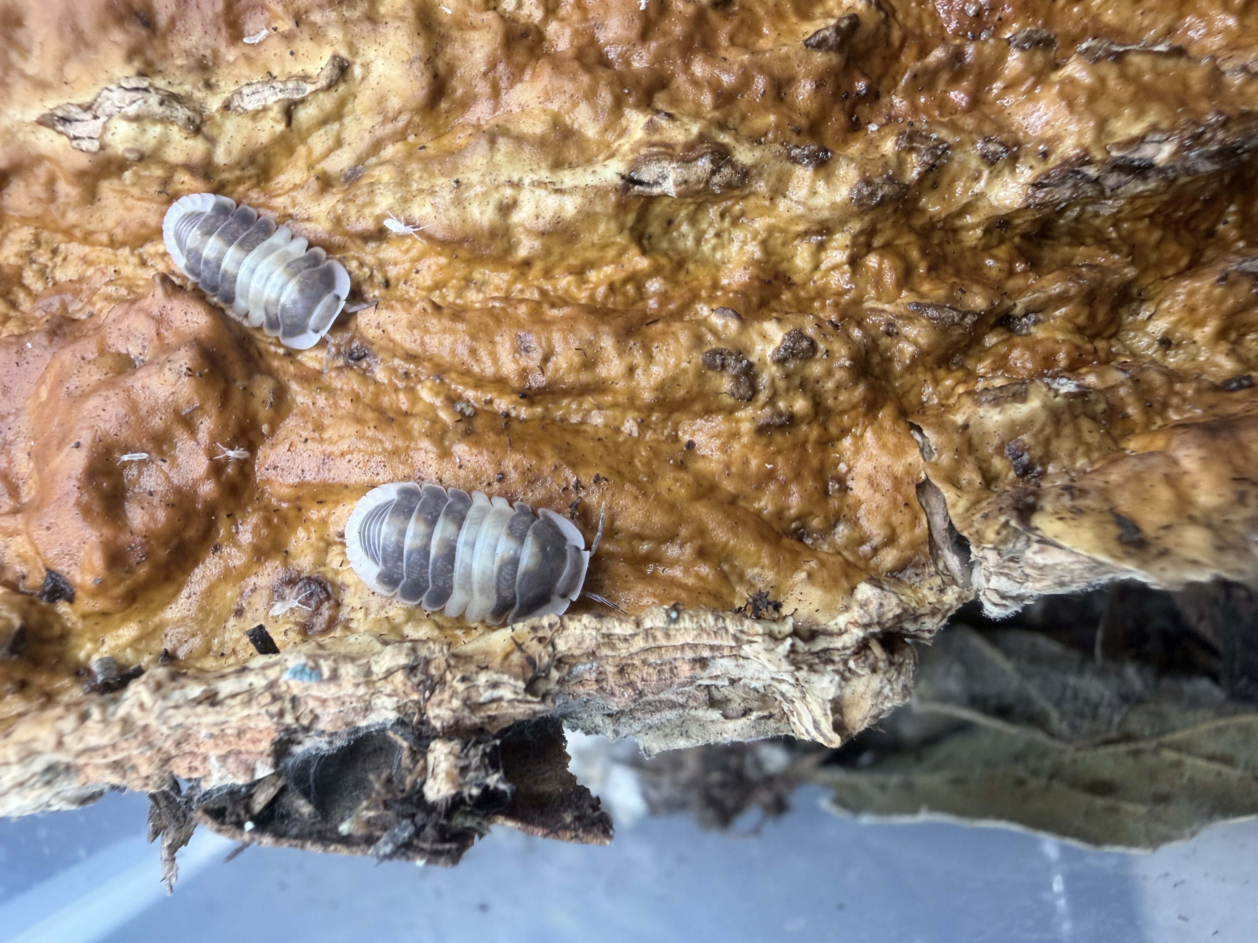 Cappuccino Isopods - Cubaris sp. “Cappucino”
